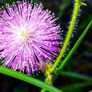 Mimosa Pudica Flower Tea