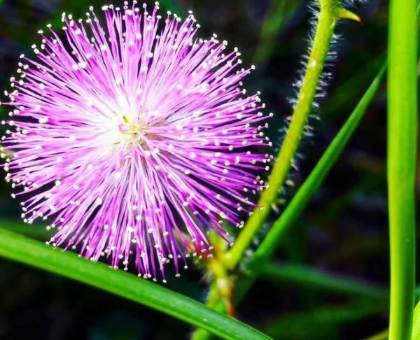 Mimosa Pudica Flower Tea