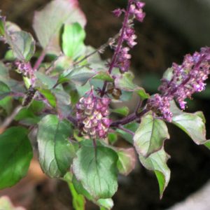 Holy Basil Flower Tea