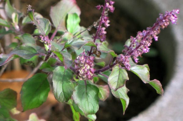 Holy Basil Flower Tea